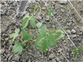Momordica Gac Fruit1